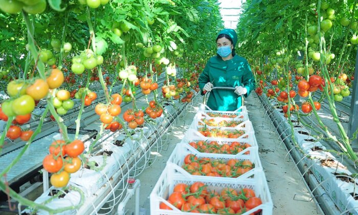 Экспорт туркменских томатов за рубеж увеличился на 3%